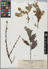 Foto von Salix glabra Scop.